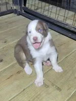 Inkin, a male Australian Shepherd for sale in Laurel, MS – 1 of 2