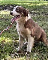 Inkin, a male Australian Shepherd for sale in Gulfport, MS – 2 of 4