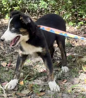 Woodstock, a male Australian Shepherd for sale in Gulfport, MS – 3 of 3