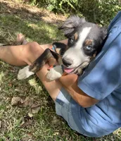 Nod , a female Australian Shepherd for sale in Gulfport, MS – 4 of 4