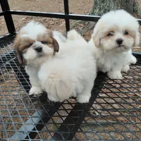 Spinner, a male Lhasa Apso for sale in Laurel, MS – Photo 1 of 3