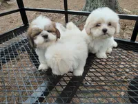 Spinner, a male Lhasa Apso for sale in Atlanta, GA – Photo 1 of 3