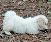 Spinner, a male Lhasa Apso for sale in Atlanta, GA – Photo 3 of 3