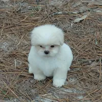 Spinner, a male Lhasa Apso for sale in Laurel, MS – Photo 2 of 3