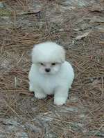 Spinner, a male Lhasa Apso for sale in Atlanta, GA – Photo 2 of 3