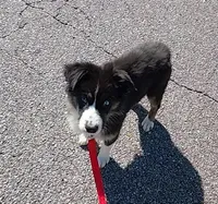 Victoria, a female Australian Shepherd for sale in Atlanta, GA – Photo 2 of 6