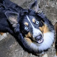 Paul, a male Australian Shepherd for sale in Laurel, MS – Photo 2 of 3