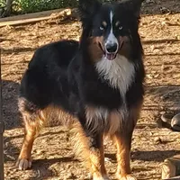 Paul, a male Australian Shepherd for sale in Laurel, MS – Photo 1 of 3