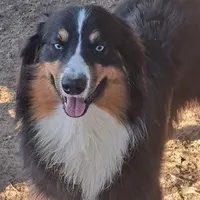 Paul, a male Australian Shepherd for sale in Laurel, MS – Photo 3 of 3