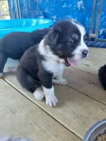 Woodstock, a male Australian Shepherd for sale in Laurel, MS – 2 of 3