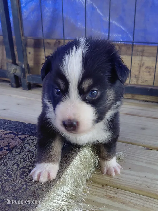Nod  – Australian Shepherd puppy for sale in Laurel, MS