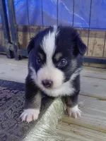 Nod , a male Australian Shepherd for sale in Laurel, MS – 1 of 3