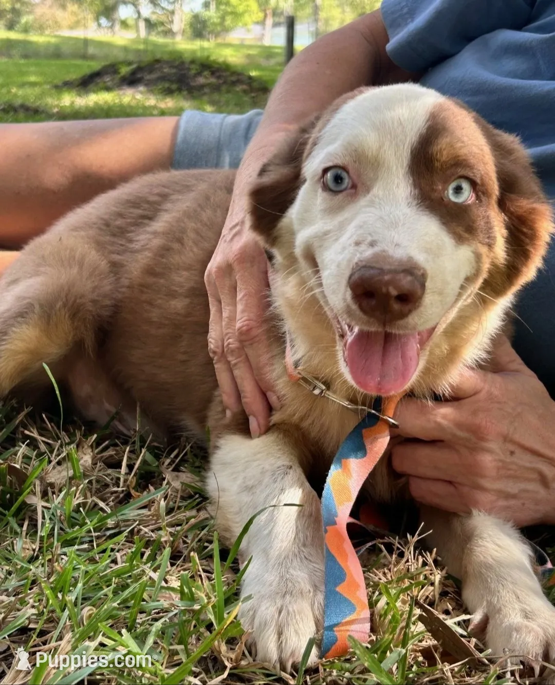 Inkin, a male Australian Shepherd for sale in Gulfport, MS – 1 of 4