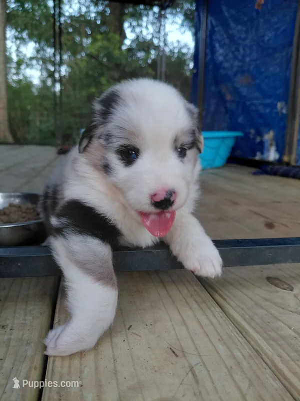 Blinkin – Australian Shepherd puppy for sale in Laurel, MS