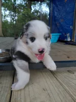 Blinkin, a female Australian Shepherd for sale in Laurel, MS – 1 of 3