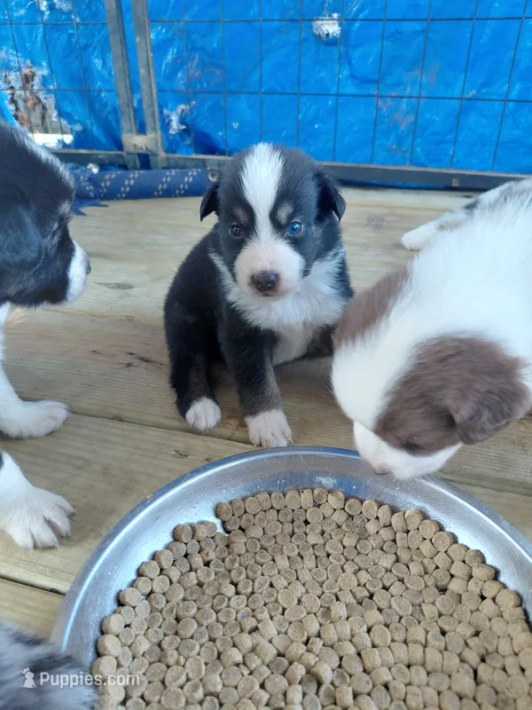 Woodstock – Australian Shepherd puppy for sale in Laurel, MS