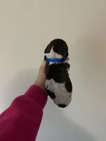 all pups, a male German Shorthaired Pointer for sale in Umatilla, FL – Photo 3 of 7