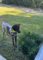 all pups, a male German Shorthaired Pointer for sale in Umatilla, FL – Photo 7 of 7