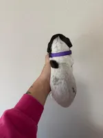 all pups, a male German Shorthaired Pointer for sale in Umatilla, FL – Photo 2 of 7