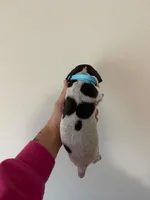 all pups, a male German Shorthaired Pointer for sale in Umatilla, FL – Photo 6 of 7