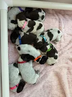 all pups, a male German Shorthaired Pointer for sale in Umatilla, FL – Photo 1 of 7