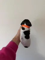 all pups, a male German Shorthaired Pointer for sale in Umatilla, FL – Photo 5 of 7