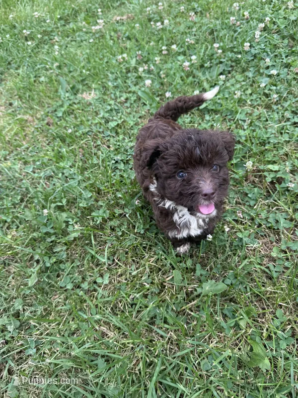 Woody – Miniature Aussiedoodle puppy for sale in Alliance, OH
