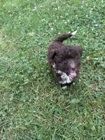 Woody, a male Miniature Aussiedoodle for sale in Alliance, OH – 2 of 5