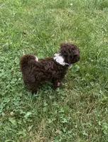 Woody, a male Miniature Aussiedoodle for sale in Alliance, OH – 3 of 5