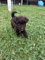 Buzz, a male Miniature Aussiedoodle for sale in Alliance, OH – 2 of 5