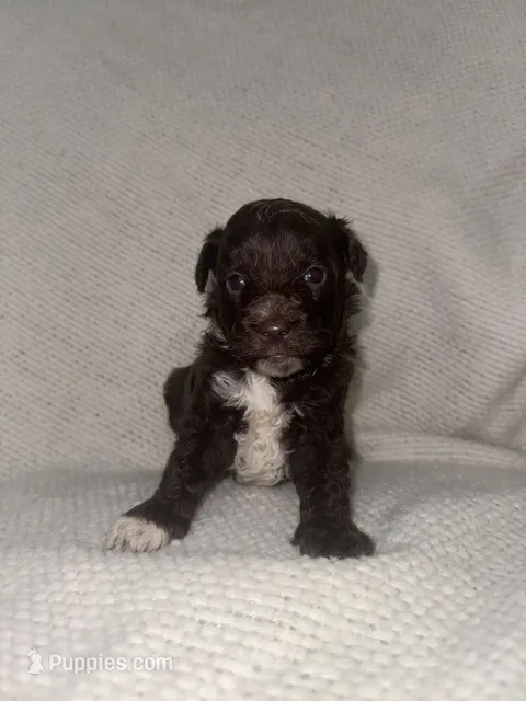 Woody – Miniature Aussiedoodle puppy for sale in Alliance, OH