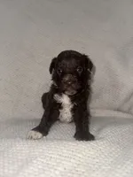 Woody, a male Miniature Aussiedoodle for sale in Alliance, OH – 1 of 2
