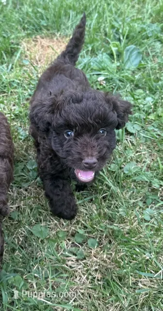 Buzz – Miniature Aussiedoodle puppy for sale in Alliance, OH