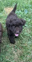 Buzz, a male Miniature Aussiedoodle for sale in Alliance, OH – 1 of 6