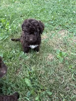 Jesse, a female Miniature Aussiedoodle for sale in Alliance, OH – 2 of 5