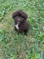 Bo peep, a female Miniature Aussiedoodle for sale in Alliance, OH – 3 of 5
