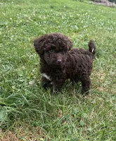 Jesse, a female Miniature Aussiedoodle for sale in Alliance, OH – 3 of 5