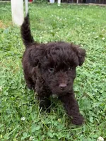 Buzz, a male Miniature Aussiedoodle for sale in Alliance, OH – 4 of 6