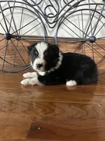 black tri boy, a female Miniature Australian Shepherd for sale in Alliance, OH – Photo 2 of 2