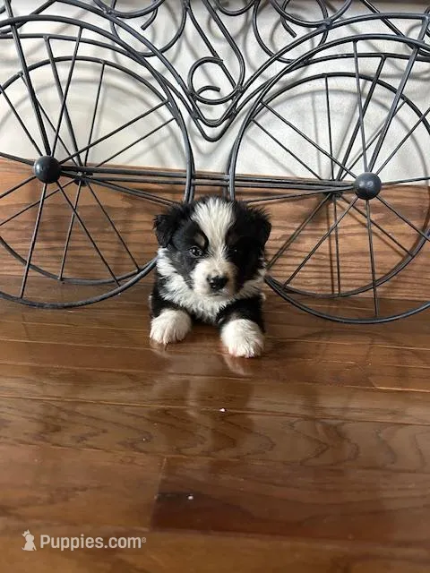 black tri boy – Miniature Australian Shepherd puppy for sale in Alliance, OH