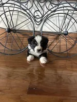 black tri boy, a female Miniature Australian Shepherd for sale in Alliance, OH – Photo 1 of 2