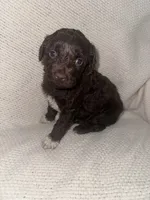 Jesse, a female Miniature Aussiedoodle for sale in Alliance, OH – 2 of 2