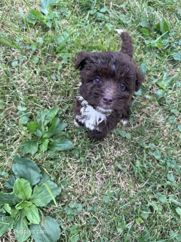 Woody – Miniature Aussiedoodle puppy for sale in Alliance, OH