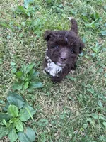 Woody, a male Miniature Aussiedoodle for sale in Alliance, OH – 1 of 5
