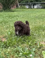 Bo peep, a female Miniature Aussiedoodle for sale in Alliance, OH – 2 of 5