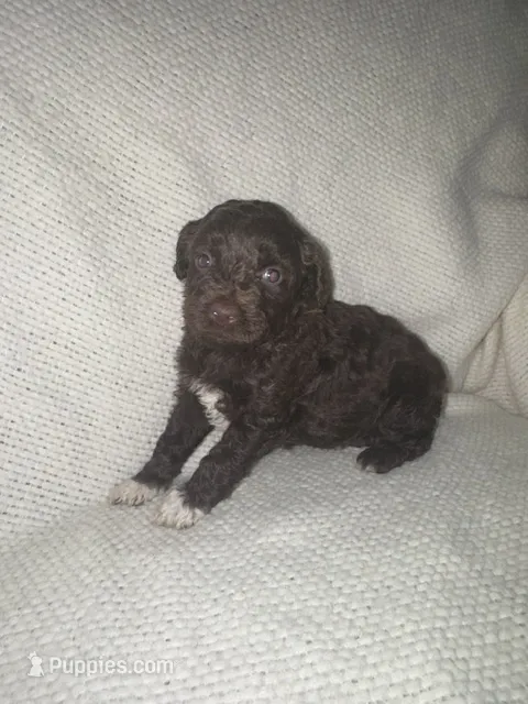 Jesse – Miniature Aussiedoodle puppy for sale in Alliance, OH