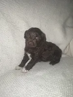 Jesse, a female Miniature Aussiedoodle for sale in Alliance, OH – 1 of 2