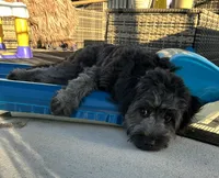 Uno , a male Miniature Aussiedoodle for sale in Alliance, OH – 2 of 3