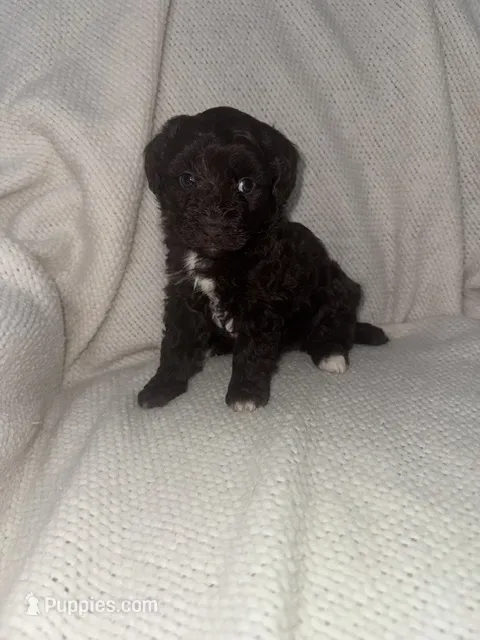Bo peep – Miniature Aussiedoodle puppy for sale in Alliance, OH