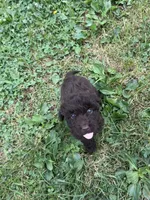 Buzz, a male Miniature Aussiedoodle for sale in Alliance, OH – 3 of 5